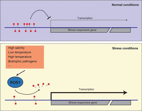 Active Dna Demethylation In Plants 20 Years Of Discovery And Beyond