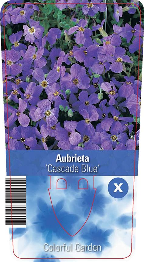 Aubrieta Cascade Blue — Växter Grossist Floraccess