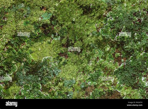 Dramatic Saturated Coloured Texture Of Green Moss Growing On A Rock