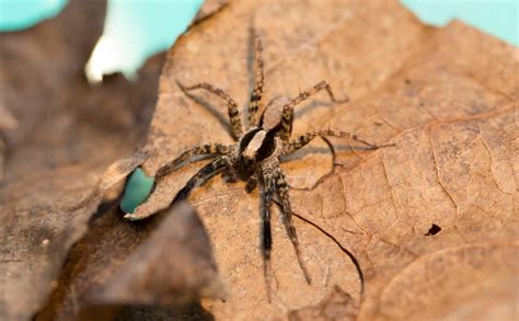 Different Mating Behaviors In Wolf Spider Species An Overview