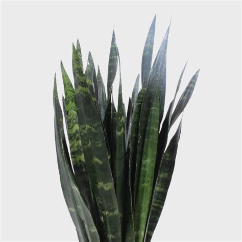 Sansevieria Trifasciata Black Coral Cm