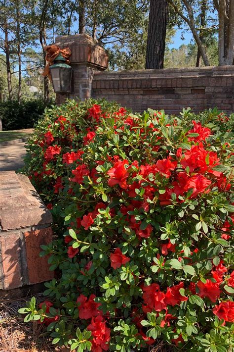 Azaleas in Action: View Our Landscape Gallery | Encore Azalea