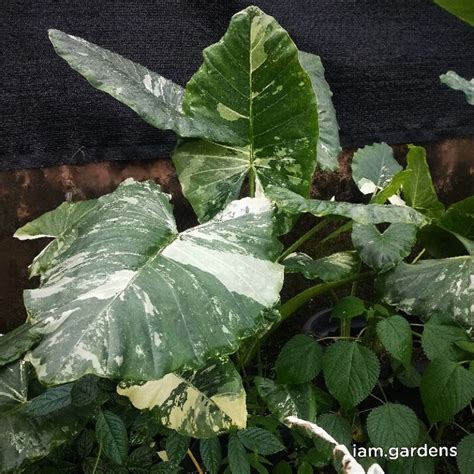 Jual TANAMAN HIAS HIDUP MURAH SENTE VARIEGATA ALOCASIA MACRORRHIZA