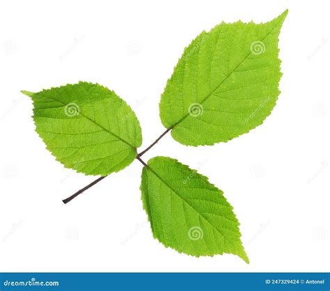 Hoja Verde De Mora Negra Aislada En Fondo Blanco Foco Selectivo Foto