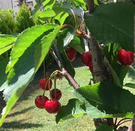 Conservante Superficie Arco Piantare Ciliegio Falda Difficile Palloncino