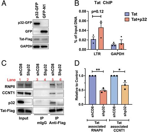 The Chaperone Protein P32 Stabilizes Hiv 1 Tat And Strengthens The P