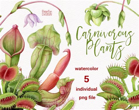 Watercolor Carnivorous Plants Clip Art Venus Fly Traps Etsy