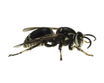 What are bald-faced hornets?