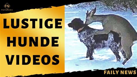 Lustige Tiervideos Zum Totlachen Hunde Videos 😂 Youtube