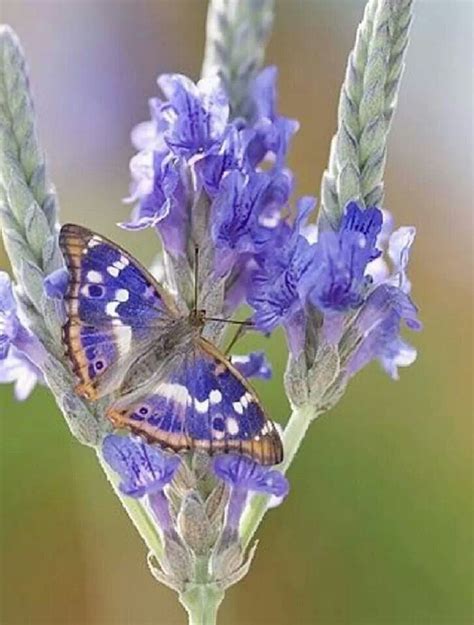 Pin By Teresa Langston On I LOVE PURPLE Beautiful Butterflies Purple