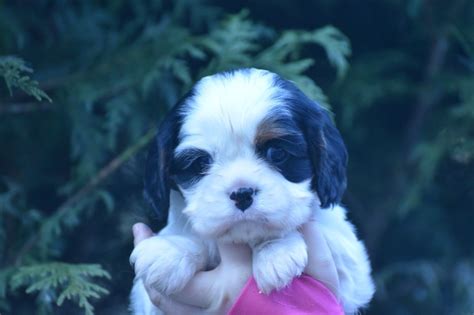 Chiot Cavalier King Charles Spaniel Mâle tricolore Du Mas Ensoleillé