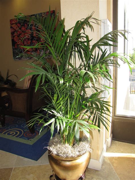 Grow Fresh Air at home with Easy Indoor Plants | Housing News