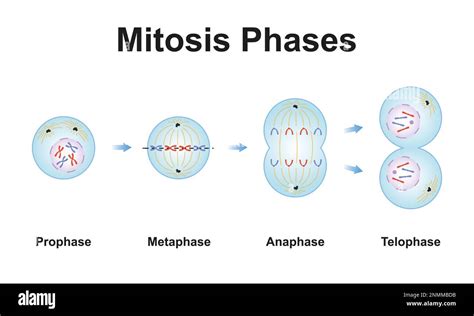 Cell Cycle Interphase Mitosis Prophase Metaphase Anaphase Telophase