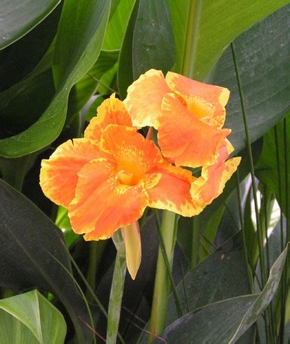 Canna Orange King Humbert Orange Marginal Bog