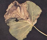 Cottonwood/Minor Leaf Diseases - Bugwoodwiki