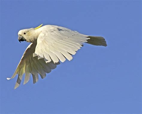 Yellow-Crested Cockatoo Facts, Care as Pets, Behavior, Price, Pictures | Singing Wings Aviary