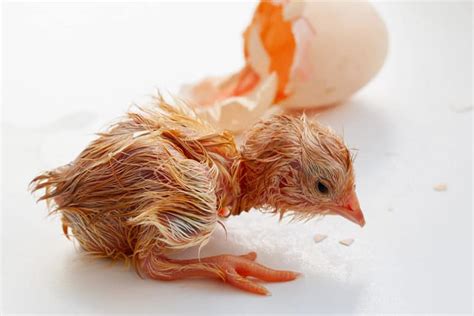 Hatching Chicken Eggs 10 Tips Blog