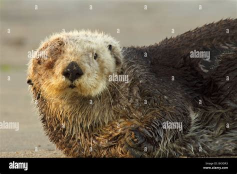 A Sea Otter with a head injury Stock Photo - Alamy