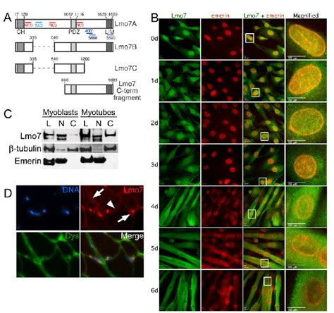 Lmo Relocalizes From The Nucleus To The Cytoplasm During C C