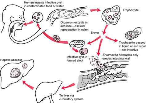 سیر تکاملی انتاموبا هیستولیتیکا Entamoeba Histolytica Life Cycle انگل شناسی پزشکی