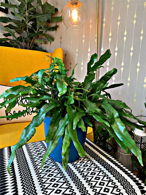 Ferns To Grow Indoors