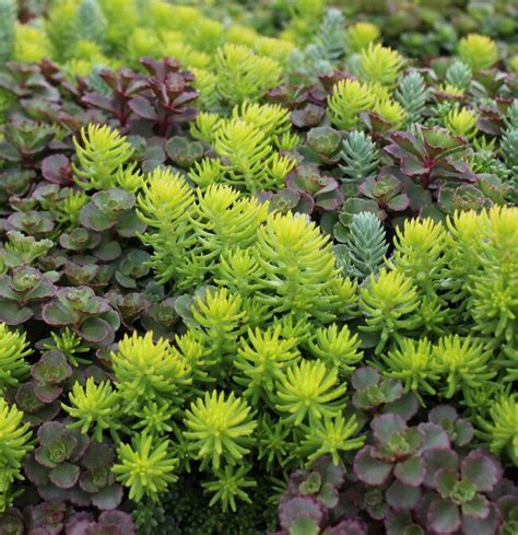 20 Impossible To Kill Outdoor Plants Sedum Plant Sedum Garden