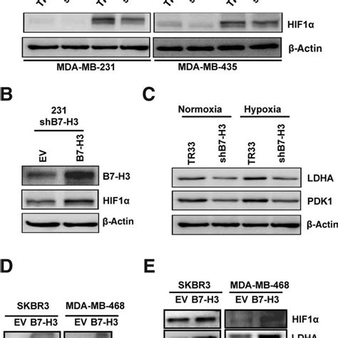 B H Knockdown Reduces Glucose Uptake And Lactate Production In Breast