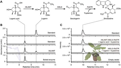 Identification Of CPT Biosynthetic Genes In Nothapodytes Tomentosa A