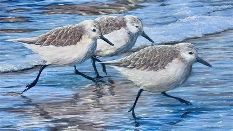 Sandpipers Running On The Beach Sandpipers Sandpiper Sandpiper Art