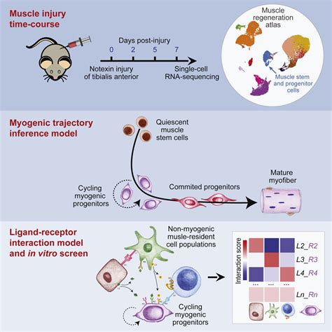 Single Cell Analysis Of The Muscle Stem Cell Hierarchy Identifies