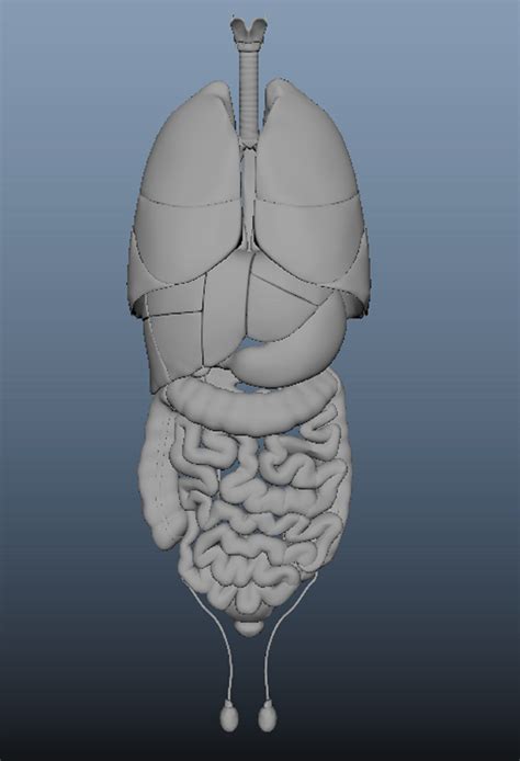 Human Body Organs 3D model | CGTrader