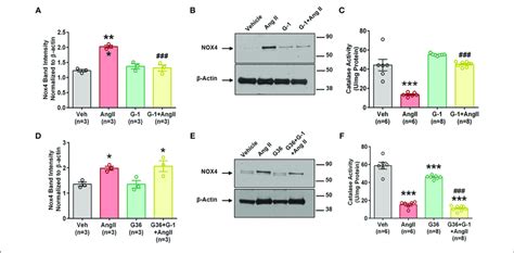 Gper Activation Prevents Ang Ii Induced Upregulation Of Nox Protein