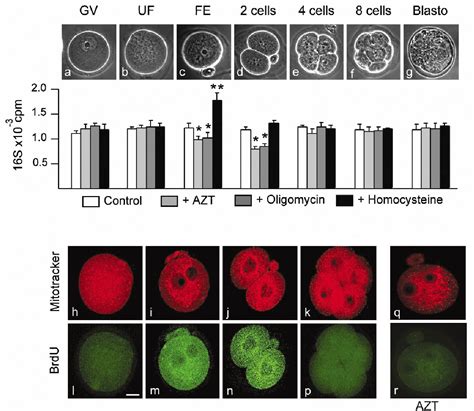 Figure 1 From Mitochondrial DNA Turnover Occurs During Preimplantation