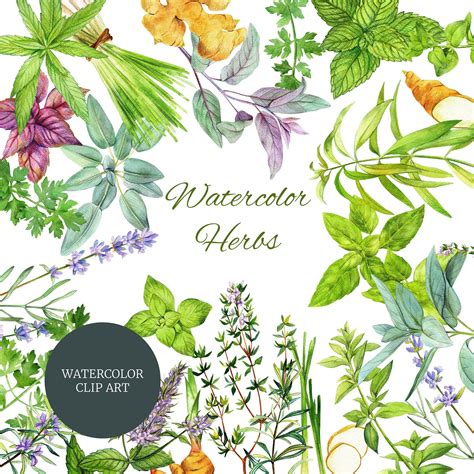 Cooking Herbs Tea Herbs Watercolor Clip Art Hand Drawn Etsy In 2021