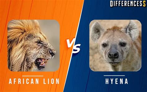 African Lion Vs Hyena Differences And Comparison » Differencess