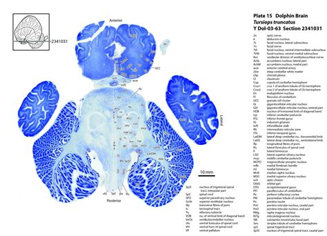 Atlas of the Brain of a Dolphin — Comparative Brain Anatomy