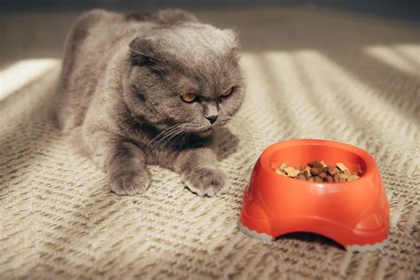 Porque Mi Gato No Quiere Comer Su Comida Nupec