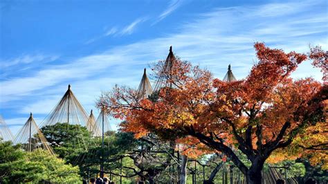 特別名勝兼六園の紅葉情報【2024】 ウェザーニュース