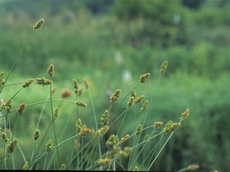 How To Grow Use And Care For Wiegands Sedge Grass Carex Wiegandii Agric4profits