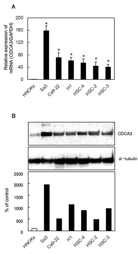 Evaluation Of Cdca3 Expression In Oscc Derived Cell Lines A