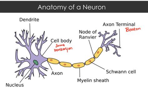 Microanatomy Of Nervous System Flashcards Quizlet