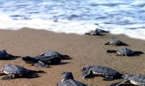 Roseto Individuato Nido Di Tartaruga Caretta Caretta Nella Riserva