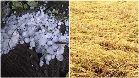 Damage To Rabi Crops In Uttar Pradesh Madhya Pradesh Rajasthan