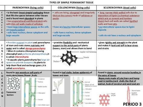 Tissues Class 9 Ppt