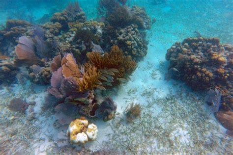 Ultimate Guide to Snorkeling Hol Chan Marine Reserve - Road Affair