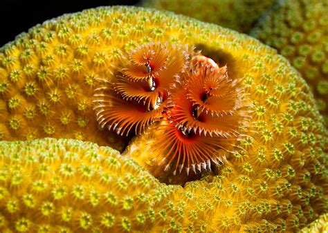 Christmas Tree Worm This Is A Christmas Tree Worm Up Clos Flickr