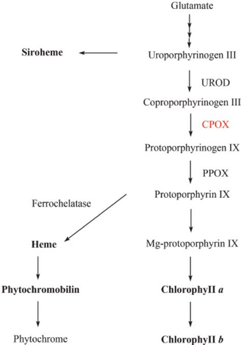 Tetrapyrrole Biosynthesis Pathway The Four Classes Of Tetrapyrroles Download Scientific