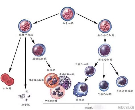 造血干细胞首次培育成功！白血病将无需骨髓移植 创技术