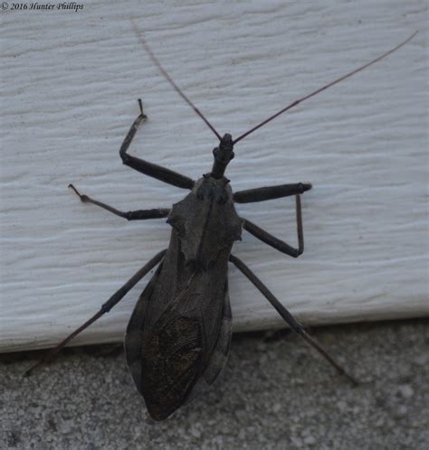 Wheel Bug