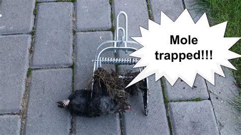 Mole Trapping Made Easy How To Set A Mole Trap In A Mole Mound